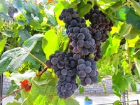 Üzüm Fidanı Türleri ve Özellikleri