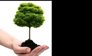 Fidan Dikimi Türleri ve Özellikleri