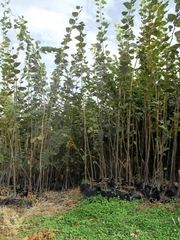 Ihlamur Fidanı Türleri ve Özellikleri