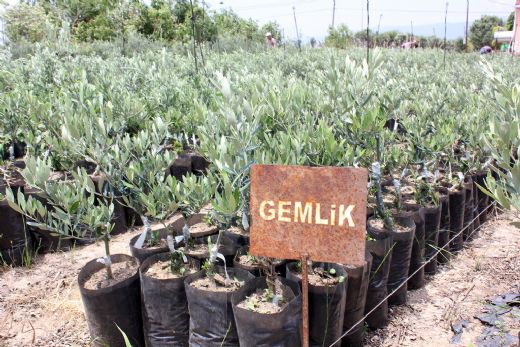 Gemlik Zeytin Fidan