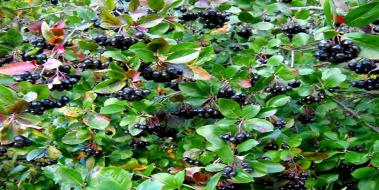 Aronia Fidan